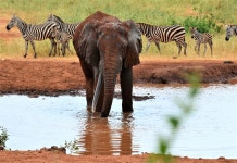 Superb location with wonderful views. - Review of Kilaguni Serena Safari Lodge, Tsavo National Park West, Kenya - Tripadvisor