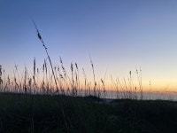 Beautiful Beach view with Rare North American Curly Tail Lizards - Review of Beach Island Resort, Cocoa Beach, FL - Tripadvisor