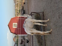 Go there for the animals - Review of Hedricks Exotic Animal Farm Bed and Breakfast, Nickerson, KS - Tripadvisor
