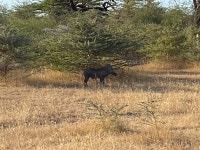 Boat safaris! Fantastic experience - Review of Roho ya Selous, Selous Game Reserve, Tanzania - Tripadvisor