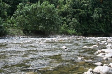 8 Years ago - Review of Thomas Retreat, Bukit Lawang, Indonesia - Tripadvisor