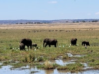 Perfect Safari Vacation - Review of Lemala Mpingo Ridge, Tarangire National Park, Tanzania - Tripadvisor