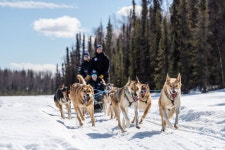 Dog Sledding Adventure in Willow, Alaska (with Reviews)