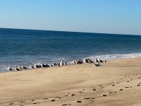 Great site, fantastic spa & seawater pool but lousy room and restaurant service - Review of Gurneys Montauk Resort & Seawater... 