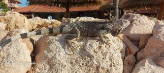 Great Resort - Review of Paradise Beach Villas, Oranjestad, Aruba - Tripadvisor