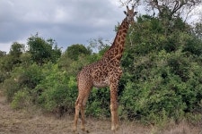 2025 5-Day Private Safari on Amboseli Nairobi and Masai Mara Adventure - with Trusted Reviews