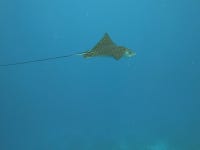 Another great stay at Bananarama - Review of Bananarama Dive & Beach Resort, West Bay, Honduras - Tripadvisor