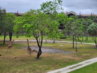 Beautiful Resort - Review of Disneys Animal Kingdom Lodge, Orlando, FL - Tripadvisor