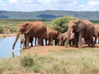 Lelapa lodge, Madikwe Game Reserve, a slice of heaven in South Africa - Review of Madikwe Safari Lodge, Madikwe Game Reserve... 