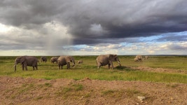 A beautiful bush experience - Review of Kibo Safari Camp, Amboseli National Park, Kenya - Tripadvisor