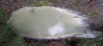 Needs attention - Review of Sudima Lake Rotorua, Rotorua, New Zealand - Tripadvisor