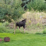 Carol and Franz are superhosts - Review of Teton View Bed & Breakfast, Wilson, WY - Tripadvisor