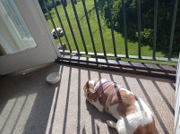 Flackley Ash Hotel, Couple with Dog Stay. - Review of The Flackley Ash Country House Hotel, Peasmarsh, England - Tripadvisor