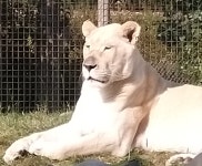 Amazing - Review of The Big Cat Sanctuary Overnight Big Cat Experience, Smarden, England - Tripadvisor Amazing  - Review of The... 