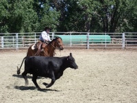 seeking an unforgettable horse riding experience in a picturesque setting? - Review of The Hideout Lodge & Guest Ranch, Shell, WY... 
