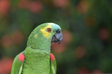 Lovely place to stay - Review of Pousada Pequi, Aquidauana, Brazil - Tripadvisor