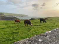 A Wonderful Experience - Review of Dalys House, Doolin, Ireland - Tripadvisor
