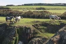 Frankies holiday in Wales. - Review of Fishguard Bay Hotel, Dinas Cross, Wales - Tripadvisor
