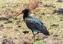 Relaxing weekend in Migrating Bird Season. - Review of Tarifa Suites, Tarifa, Spain - Tripadvisor