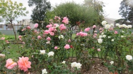 Close to Eureka Centre - Review of Eureka Lodge Motel, Ballarat, Australia - Tripadvisor