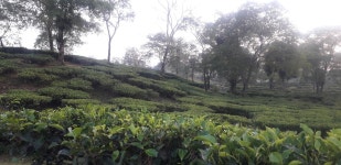 My cup of tea. - Review of Baradighi The Bungalow, Bara Dighi Tea Garden, India - Tripadvisor