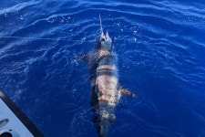 2025 5 Hours Private Fishing Charter in Kailua-Kona (Island of Hawaii) - with Trusted Reviews