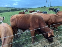 Relaxing, Tranquil and a vibe - Review of Bay View Farm Morgan Bay, Morgans Bay, South Africa - Tripadvisor
