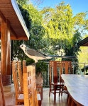 I Love Bodhi!!! - Review of Bodhi Tree Yoga Resort, Nosara, Costa Rica - Tripadvisor
