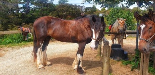Back In The Saddle - Review of Hack and Stay Horse Backpacker and Farm Stay, Takaka, New Zealand - Tripadvisor