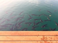 Exceptional - Review of Elephant Hills, Khao Sok National Park, Thailand - Tripadvisor