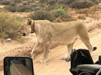 Wonderful, intimate reserve. - Review of Sanbona Wildlife Reserve, Montagu, South Africa - Tripadvisor