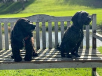 Truly best campsite you will want to return guaranteed - Review of Concierge Camping, Chichester, England - Tripadvisor