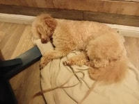 Dog friendly - good overall - Review of Achray House Restaurant With Rooms, St. Fillans, Scotland - Tripadvisor