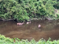 We love it! - Review of Khaoyai Nature Life & Tours, Nong Nam Daeng, Thailand - Tripadvisor