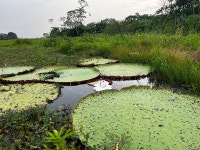 Amazing Amazon River Experience with Edwin from Maniti Eco Tours! - Review of Maniti Expeditions Eco-Lodge, Indiana, Peru... 