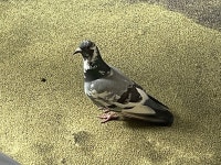 A unique welcome! - Review of Hotel Le Mouton Blanc, Mont-Saint-Michel, France - Tripadvisor