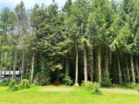 Amazing site - Review of Ashbourne Woods Campground, South Brent, England - Tripadvisor