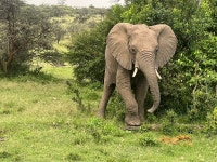 Amazing safari experience, combined with exceptional environmental commitment - Review of Saruni Leopard Hill, Naboisho... 