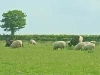 Oak tree farm holiday accomodation - Review of Oaktree-Lane, Bratton Clovelly, England - Tripadvisor