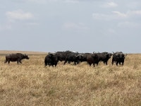 An Amazing stay at Pioneer! - Review of Elewana Serengeti Pioneer Camp, Mwaumatondo, Tanzania - Tripadvisor
