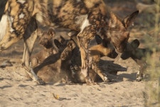 Incredible Camp - Review of Wilderness Chitabe Camp, Okavango Delta, Botswana - Tripadvisor