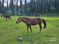 Great experience in Rosewood Gulmarg - Review of The Rosewood Hotel, Gulmarg, India - Tripadvisor
