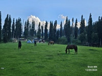 Great experience in Rosewood Gulmarg - Review of The Rosewood Hotel, Gulmarg, India - Tripadvisor
