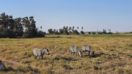 The friendly staff and beautiful setting made our visit to Amboseli a very memorable one. - Review of Kibo Safari Camp, Amboseli... 