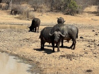 Marvelous Accommodations and Guides - Review of Kapama River Lodge, Kapama Private Game Reserve, South Africa - Tripadvisor