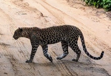 The most amazing experience. - Review of Ceylon Resort, Wilpattu National Park, Sri Lanka - Tripadvisor