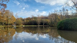 Lovely, peaceful haven - Review of The Great Wood, Flaxton, England - Tripadvisor