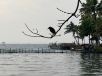 Paradise in Kumarkoam - Review of Kumarakom Lake Resort, Kumarakom, India - Tripadvisor