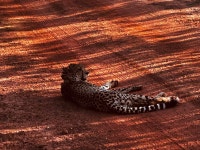 2025년 남아프리카 Entabeni Game Reserve 여행정보 - Tripadvisor - Entabeni Game Reserve 여행