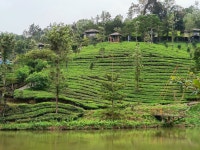 Nature at its best -well nurtured by wild planet Resort 😍 - Review of Wild Planet Resort, Devala, India - Tripadvisor